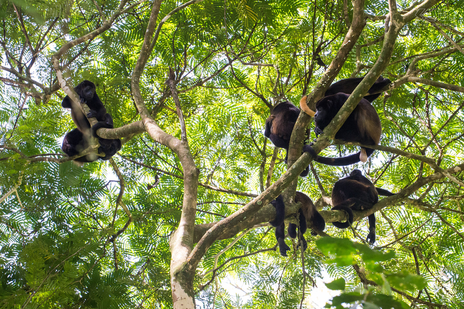 La Selva - Mantelbrulapen Een groep luie mantelbrulapen (mantled howler monkey, alouatta palliata) in La Selva Biologica station. Stefan Cruysberghs